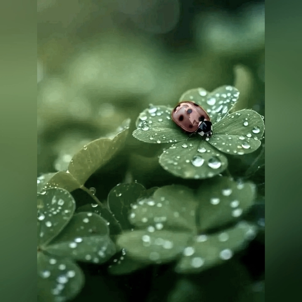 🐞 🐞 🐞  Lucky Finds Large Gift Bag 🍀🍀🍀🎉